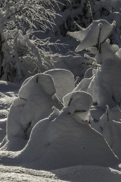 vom Schnee verzaubert - (c) L Lammers.jpg